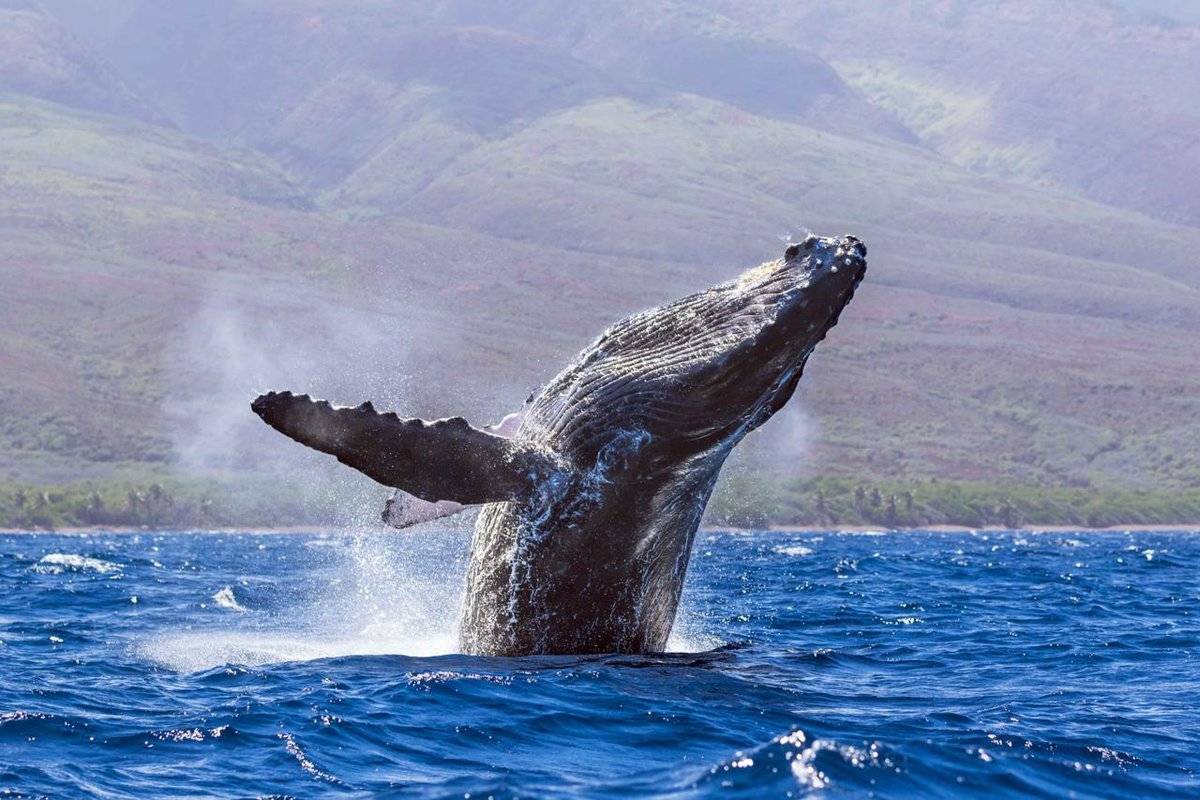 Горбатый кит. фото и видео горбатых китов