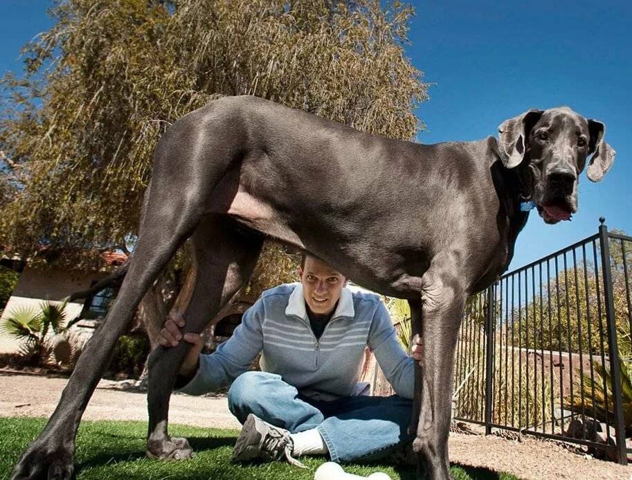 Топ 10 самые крупные породы собак