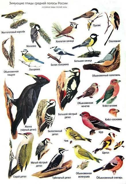 Самые известные перелётные птицы россии: 17 видов