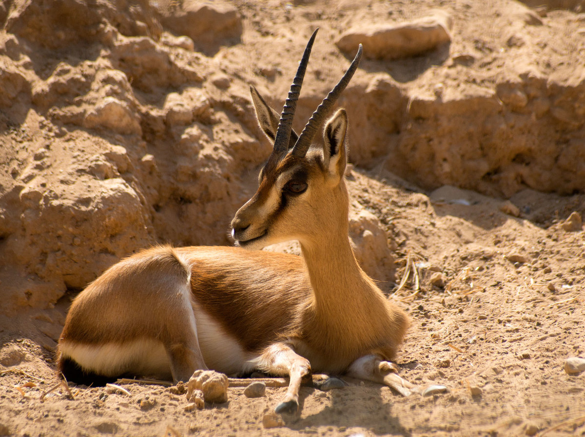 Какие животные обитают в пустыне. животный мир пустыни: фото, картинки, видео. - webmandry.com