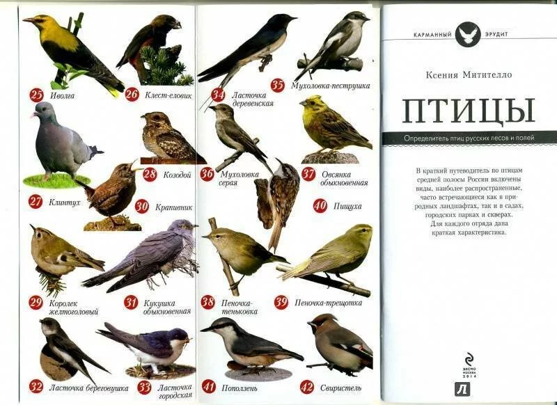 Певчие птицы россии – названия и фото