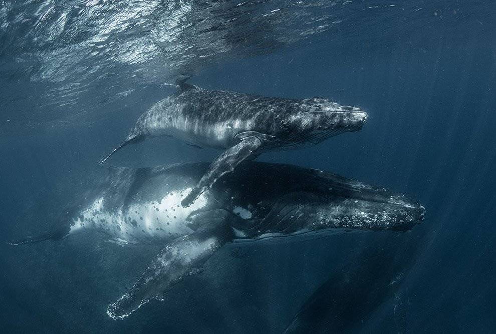 Горбатые киты – пение горбатых китов скачать все песни в хорошем качестве (320kbps)