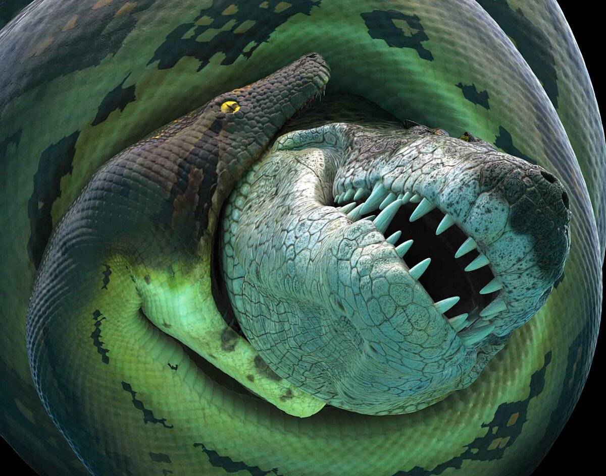 Вымершая змея титанобоа - 10 фактов о самой большой змее в мире