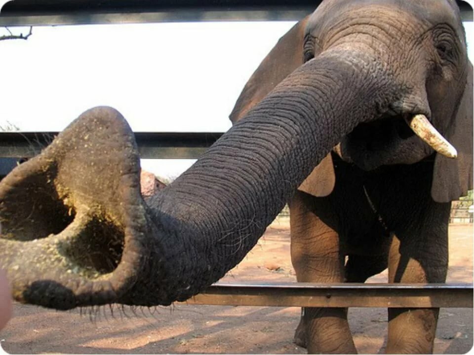 Живая природа: зачем слону нужен хобот? значение и основные функции хобота слона