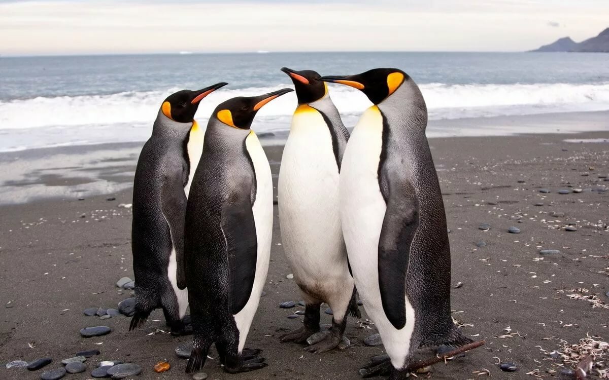 Пингвин – описание, виды, чем питаются пингвины, где живут, фото