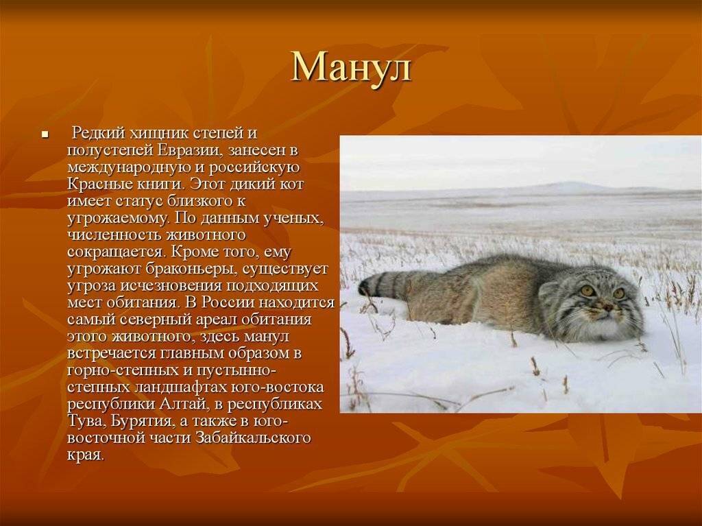 Редкие животные из красной книги красноярского края — список, характеристика и фото