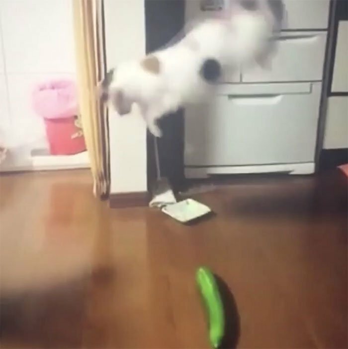 Почему коты боятся огурцов (видео)