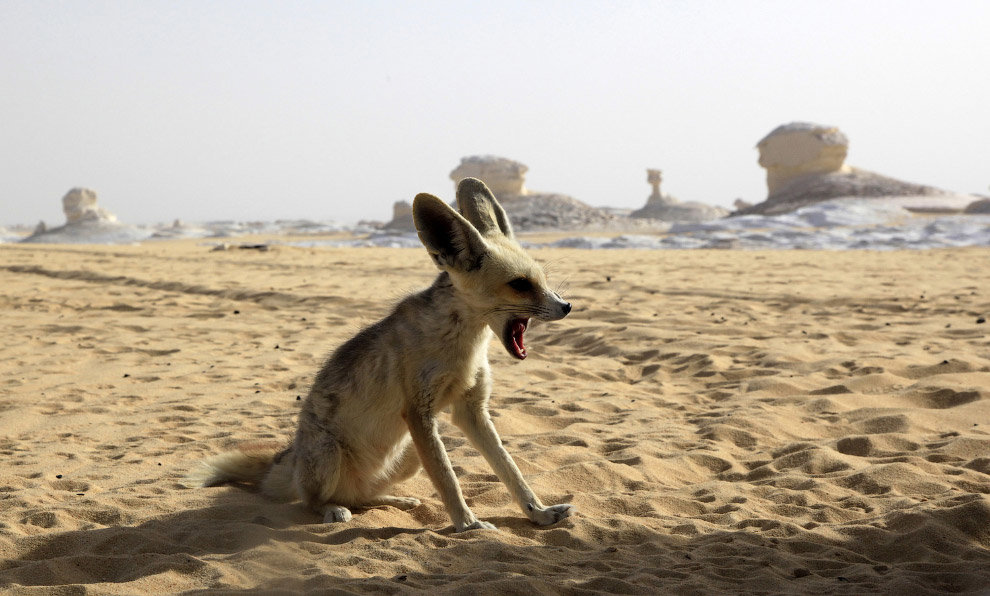 Какие животные обитают в пустыни — названия, фото и характеристика