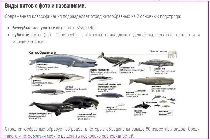 Горбатый кит ? фото, описание, ареал, питание, враги ✔