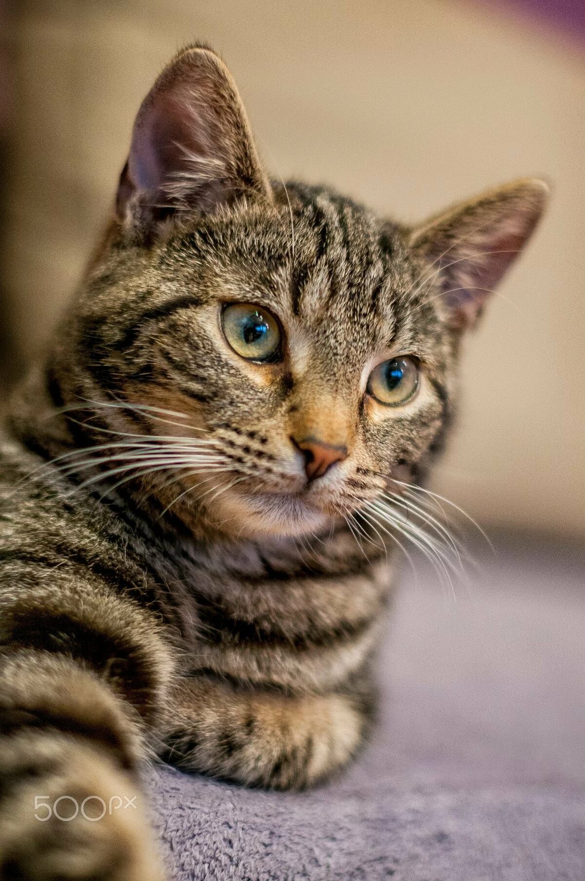 Полосатый кот: название породы и описание