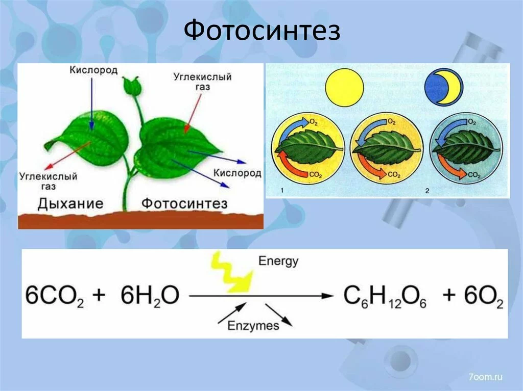 Кислород углекислый газ вода солнечный свет. Фотосинтез молекулярная схема. Схема и формула фотосинтеза. Схема фотосинтеза у растений. Химические реакции процесса фотосинтеза.