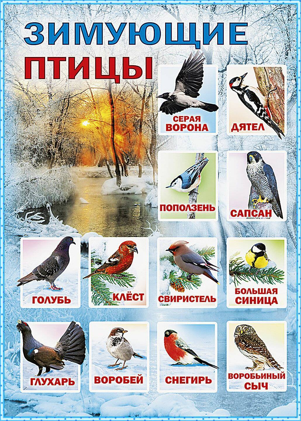 Зимние и зимующие птицы - подробные описания с 100 фото для детей и взрослых с особенностями