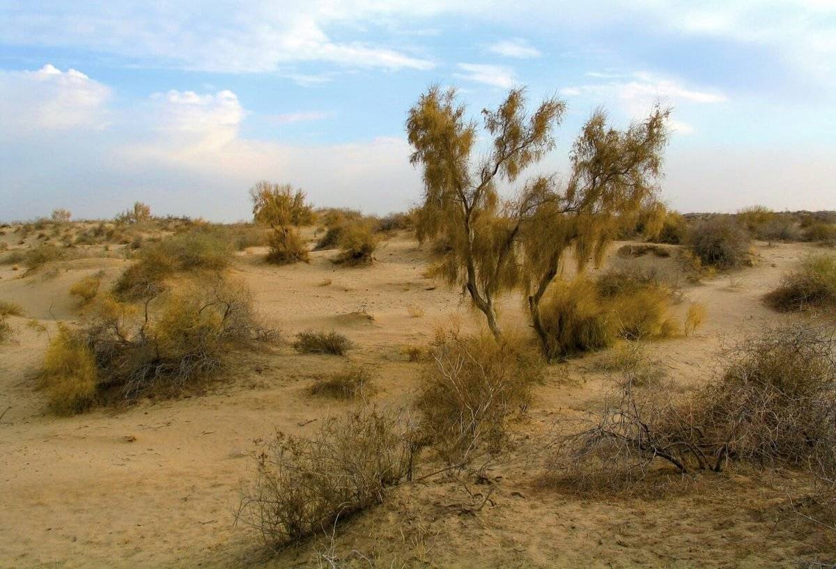 Животные пустынь и полупустынь: какие из них водятся на территории россии