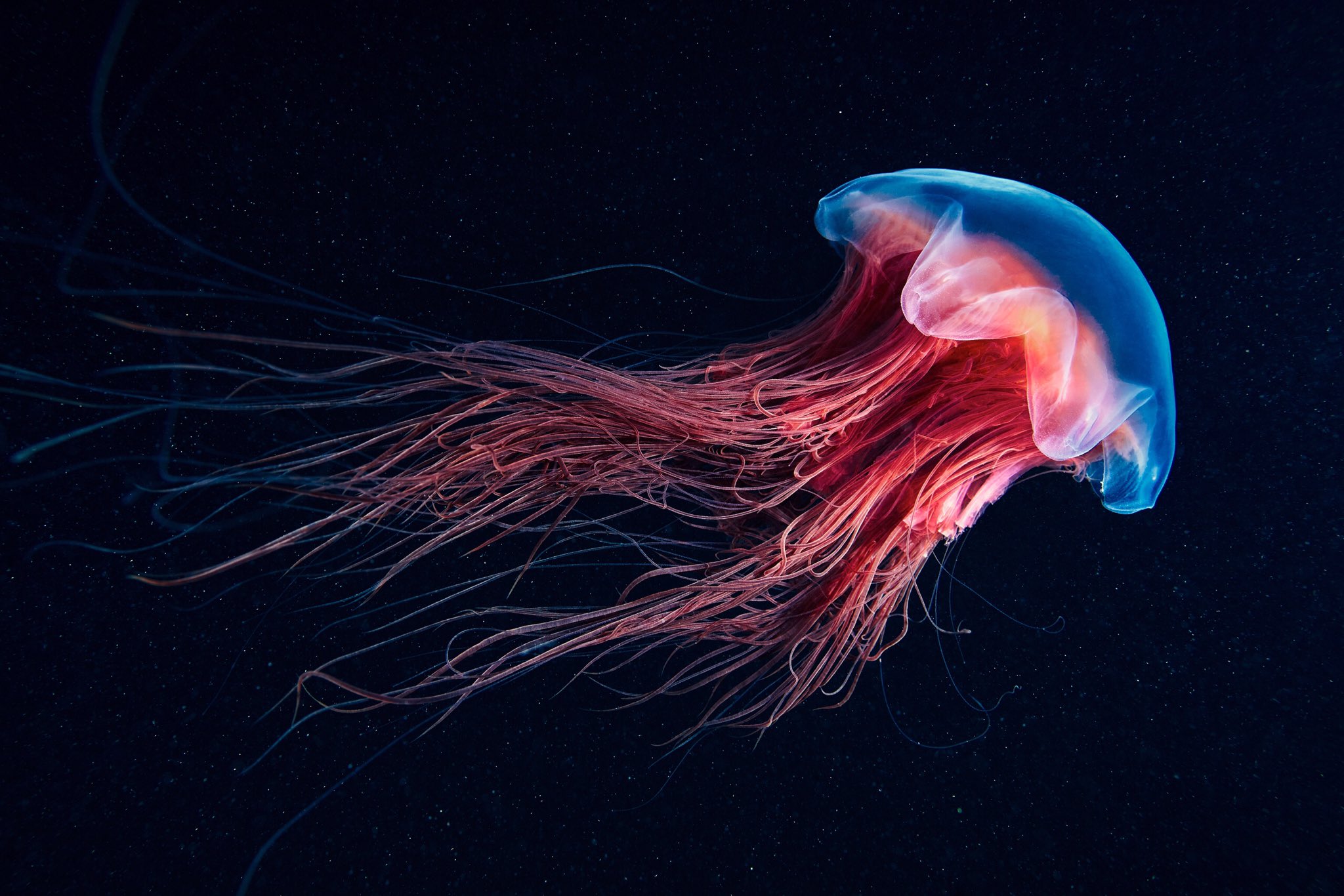 Интересные факты о медузах и кораллах. интересные факты о медузах