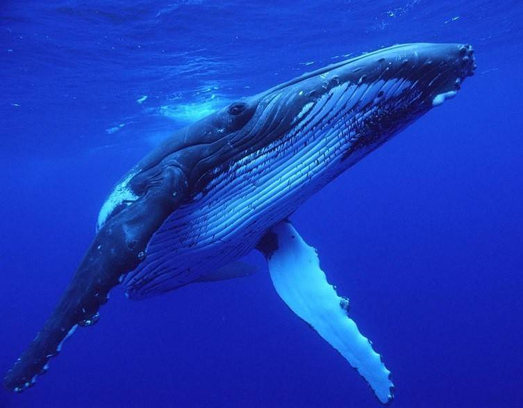 Горбатый кит: основные факты, пение, охранный статус и видео