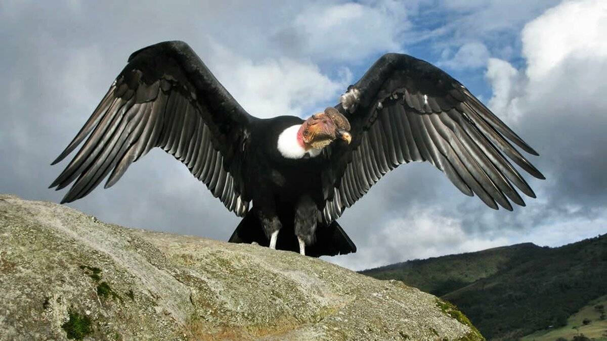 Какая самая большая птица на планете (в том числе хищная)