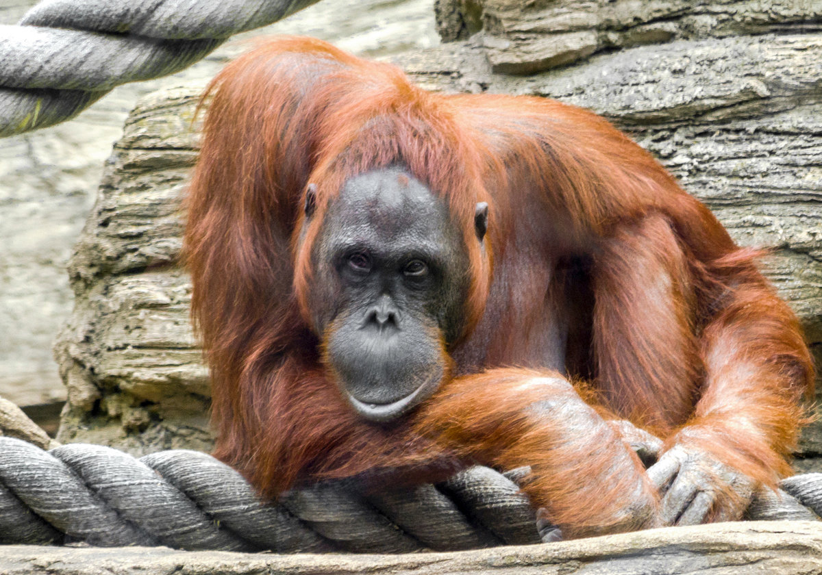 Орангутан: описание, фото,питание,среда обитания | divo.site