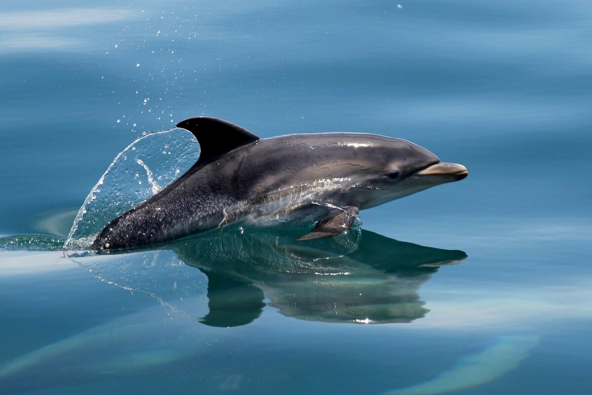 Чем так примечательны дельфины?