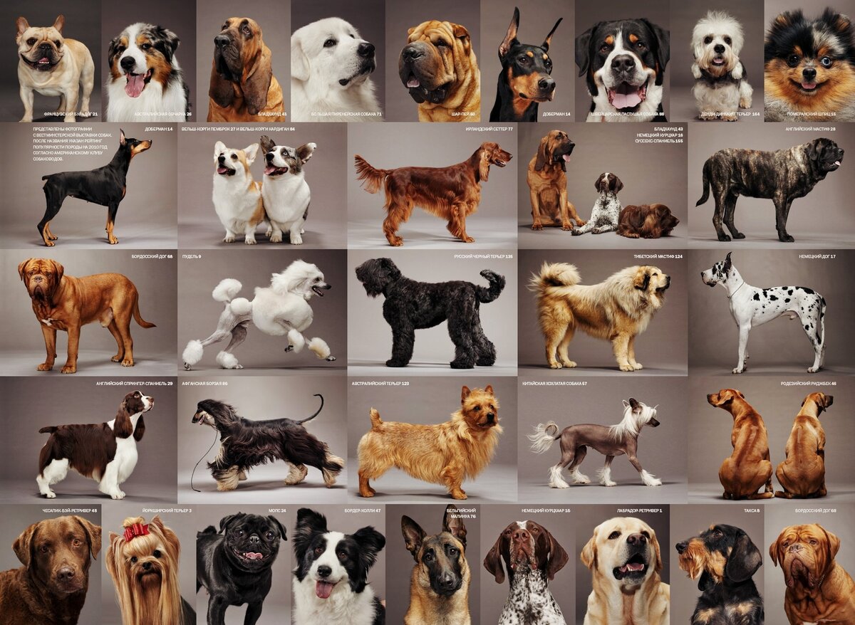 Великаны на службе – породы крупных собак: фото с названиями по алфавиту