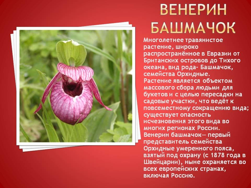Животные красной книги россии – названия, описание, характеристика, редкие виды, фото и видео  - «как и почему»