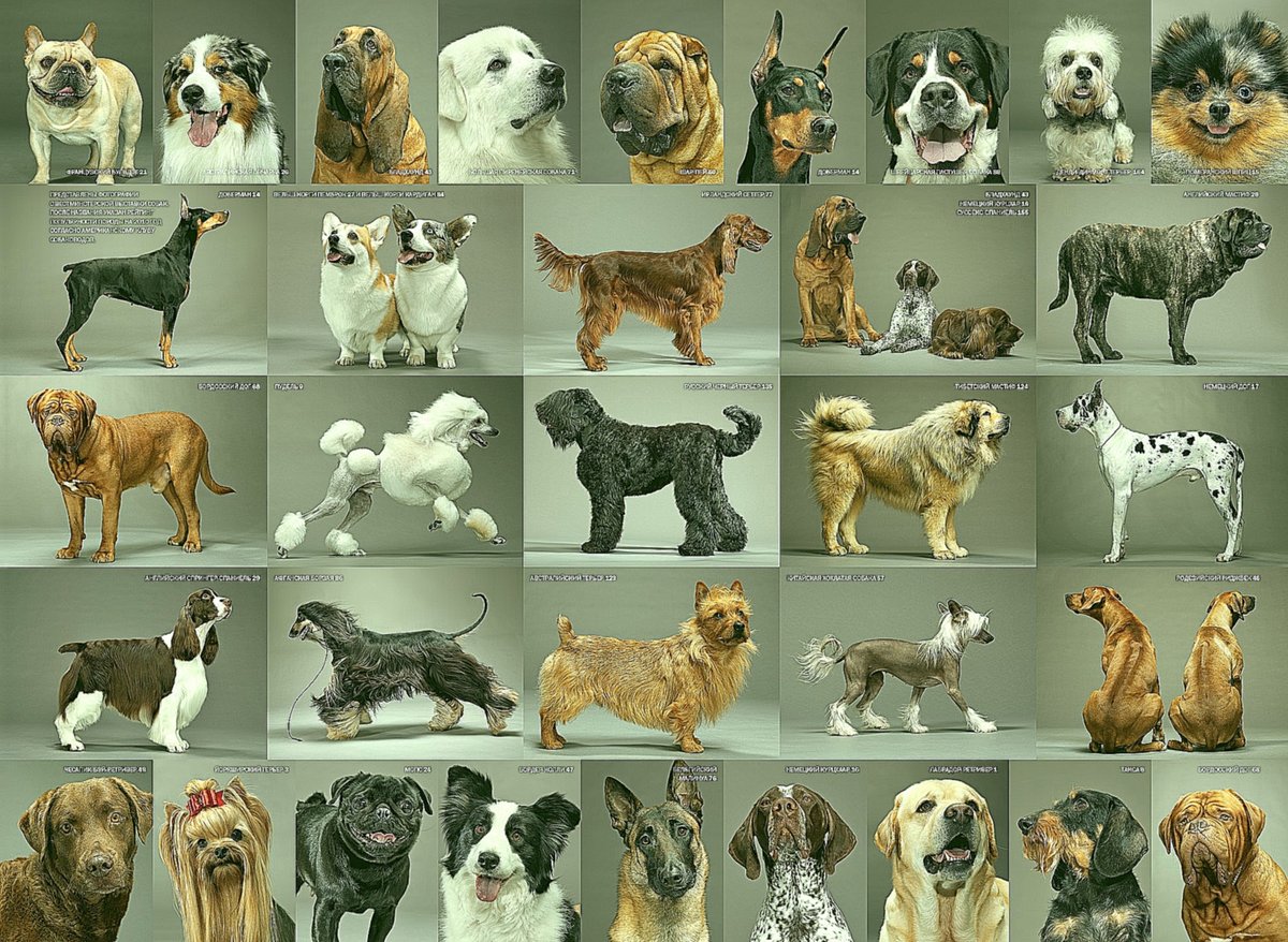 Породы собак маленьких размеров с фото, названиями и особенностями характера | знать про все