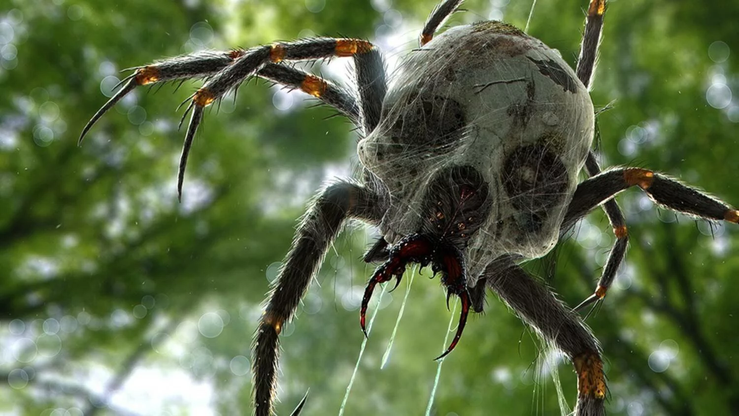 Самые ядовитые пауки в мире. топ-10