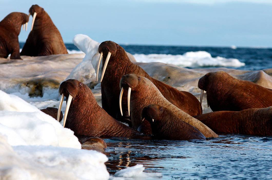 Животные арктики: описания и фото