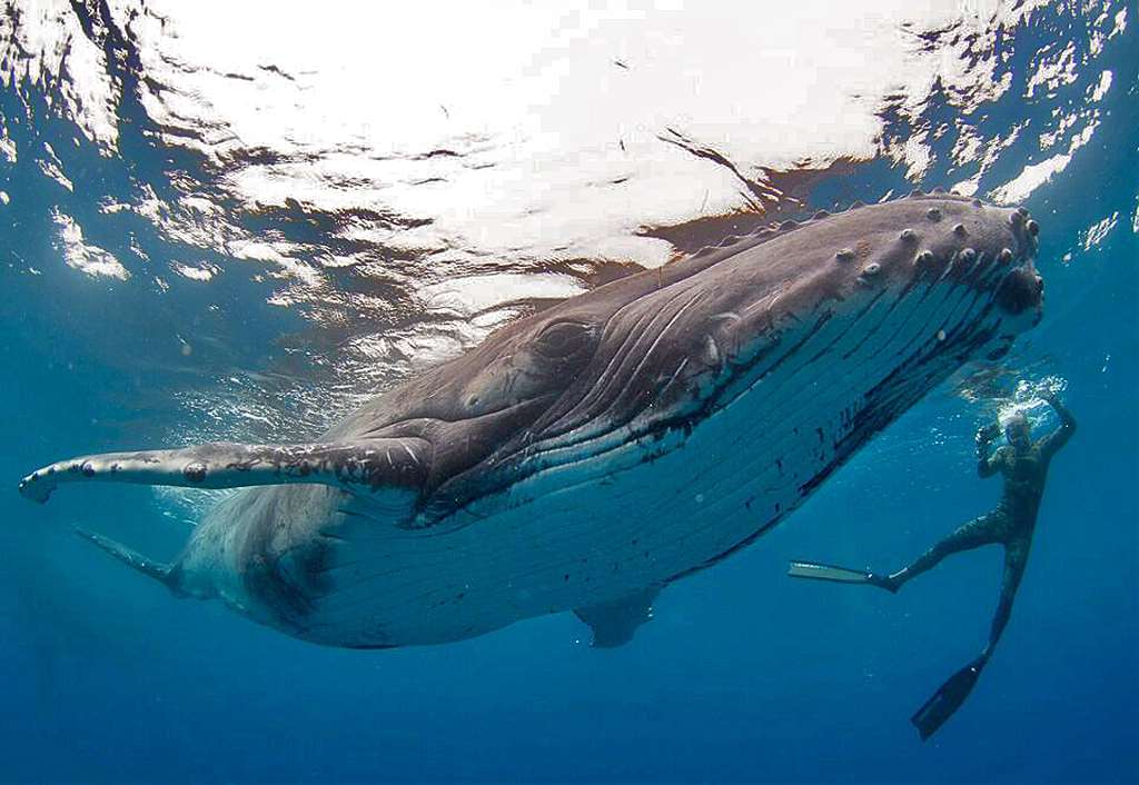 Горбатый кит. фото и видео горбатых китов