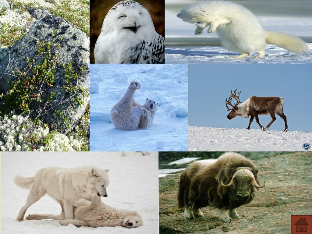 Животные арктики: описания и фото
