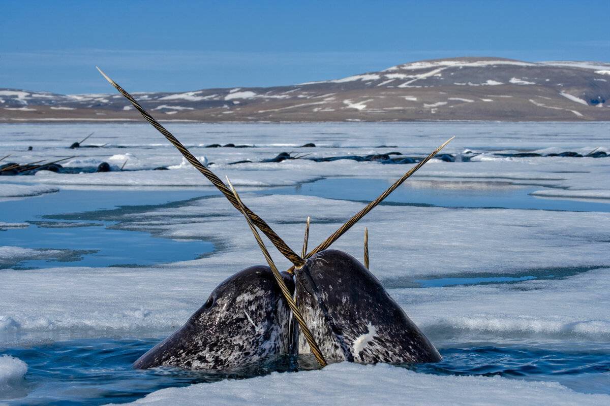 Что такое нарвал. кит нарвал — единорог океанских глубин