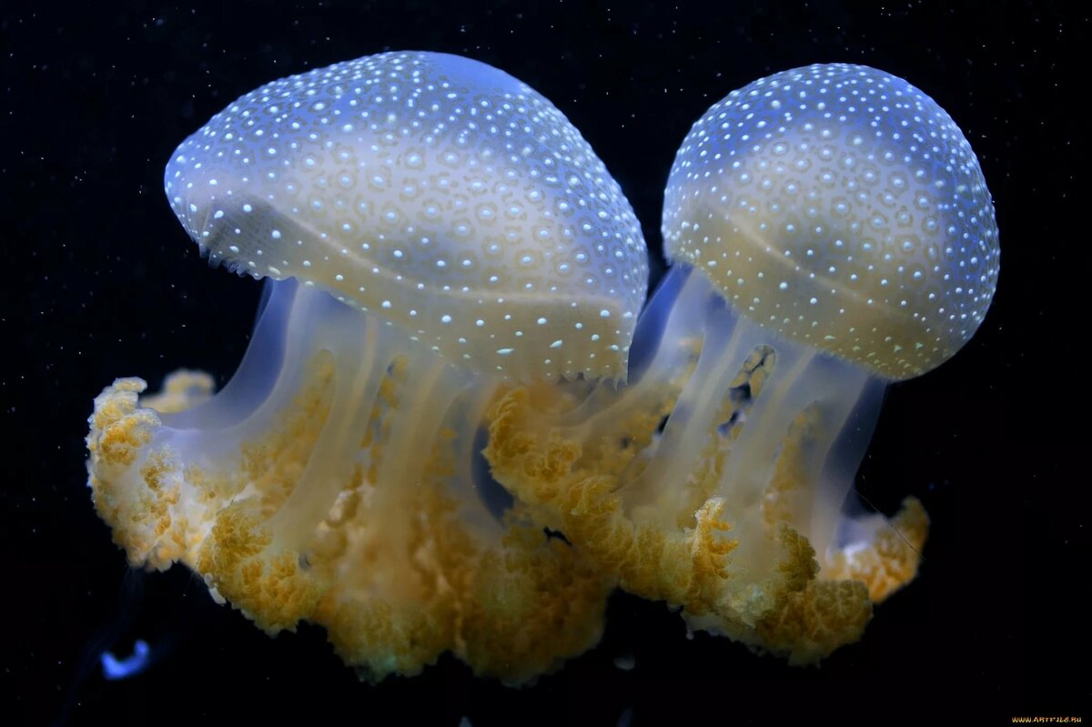 Интересные факты о медузах: 10 удивительных особенностей этих загадочных существ