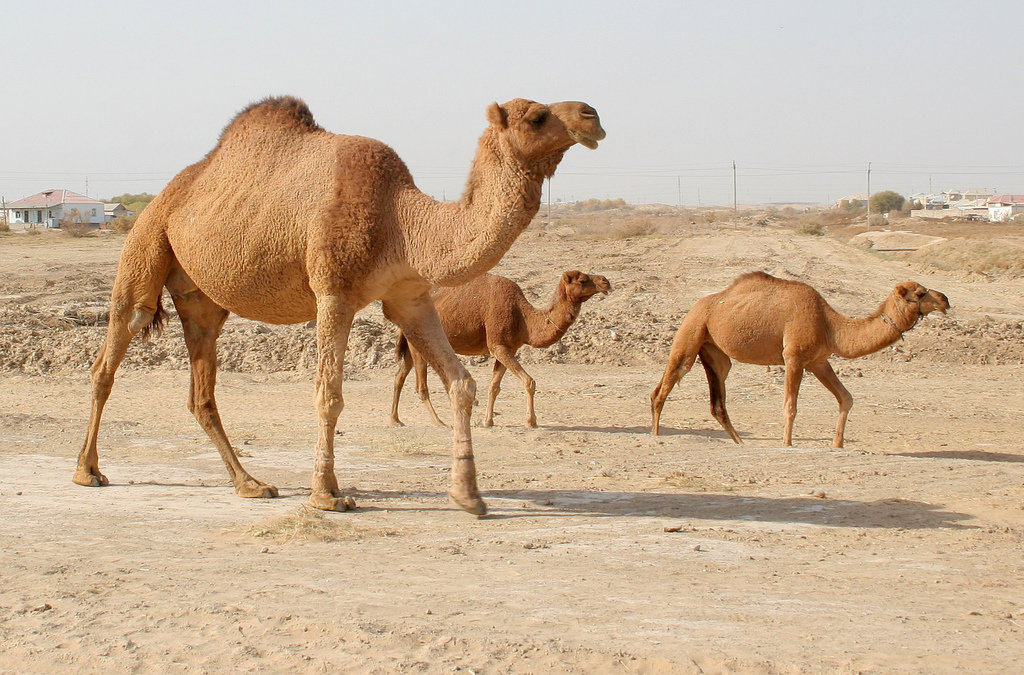10 самых интересных животных пустыни сахара :: инфониак