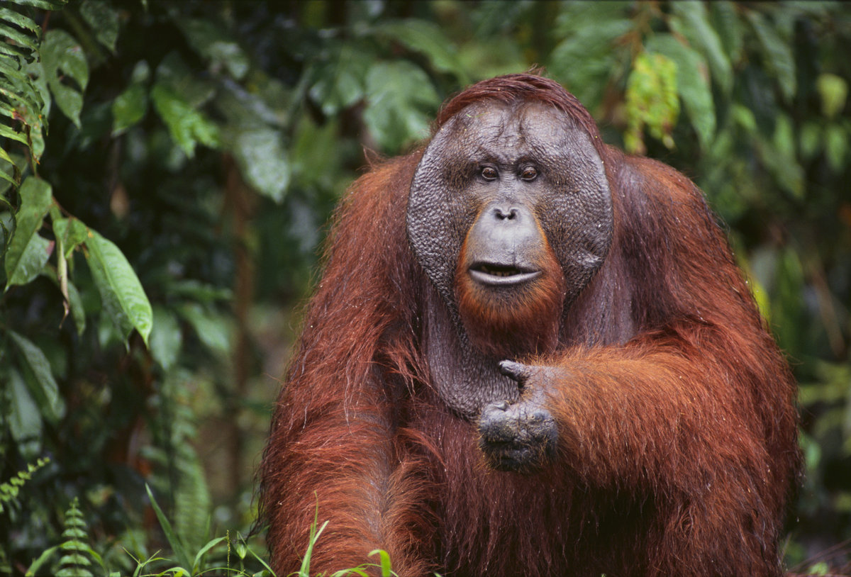 Суматранский орангутан | мир животных и растений