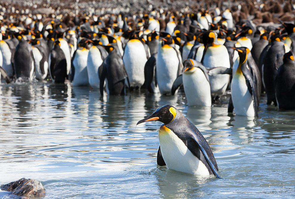 Пингвины. самые интересные и познавательные факты про пингвинов статья про пингвинов