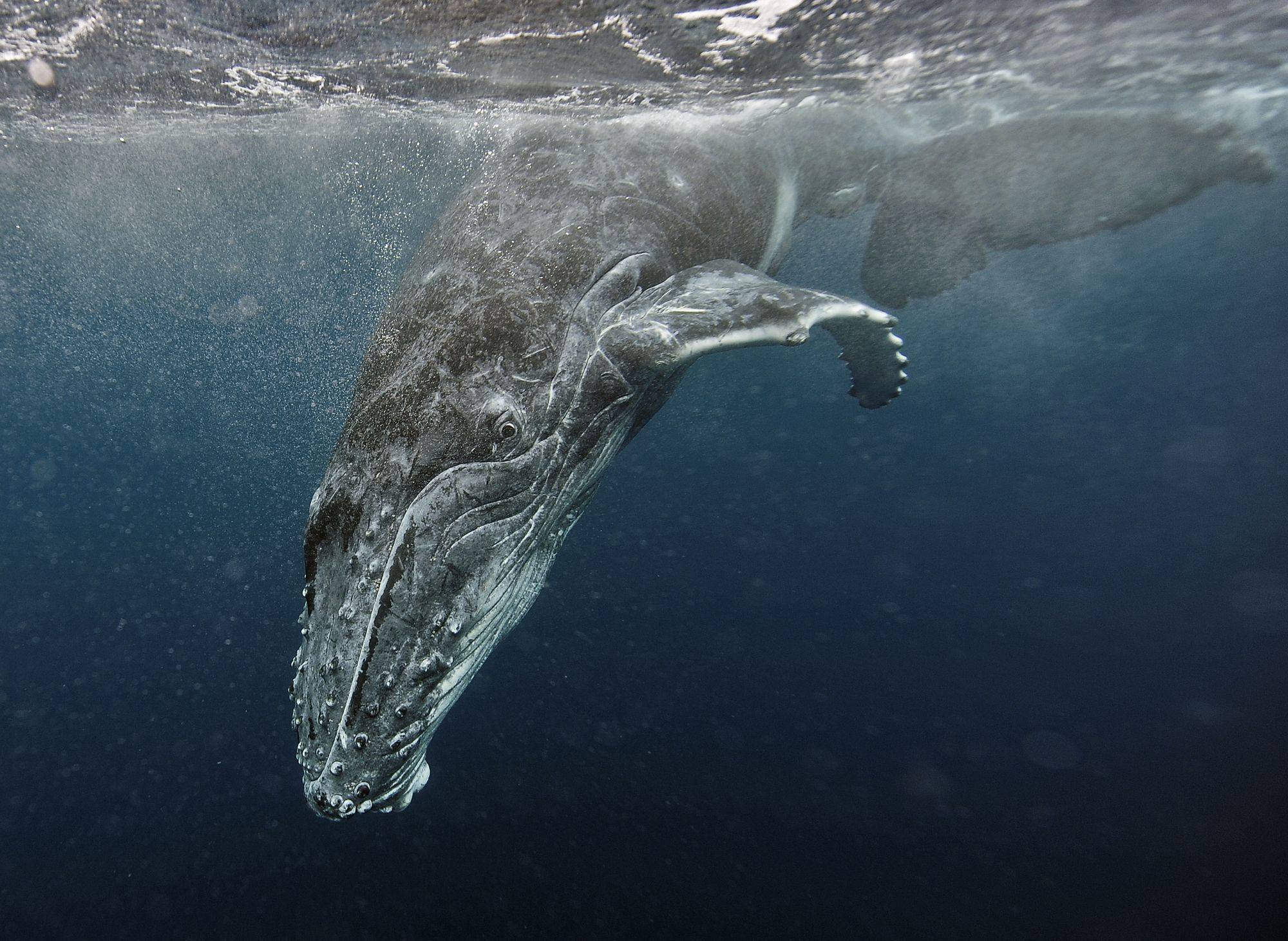 Горбатый кит или горбач